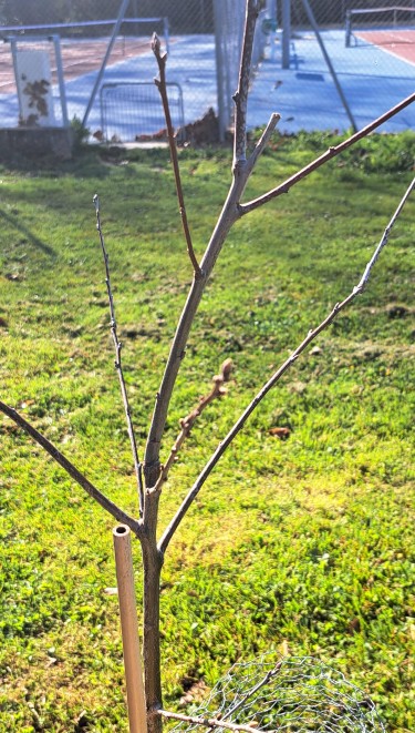 Bourgeons du chêne rouge ACFA