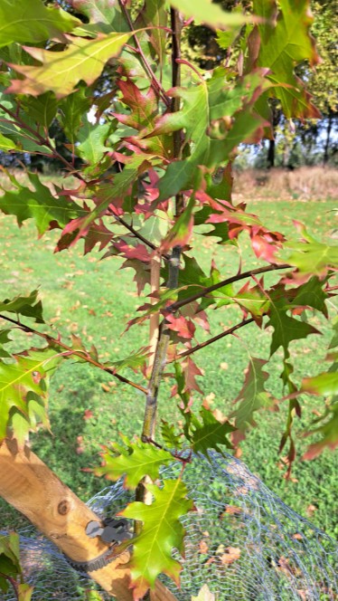 Début des feuilles rouges du chêne rouge ACFA
