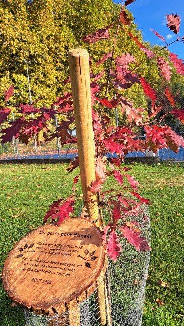 Feuilles rouges du chêne rouge ACFA