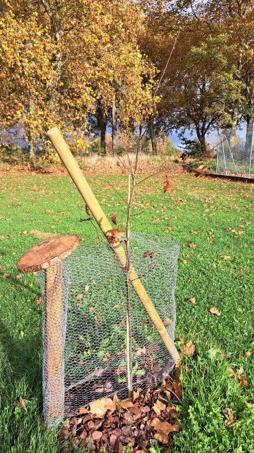 Chêne rouge ACFA sans feuilles en hiver