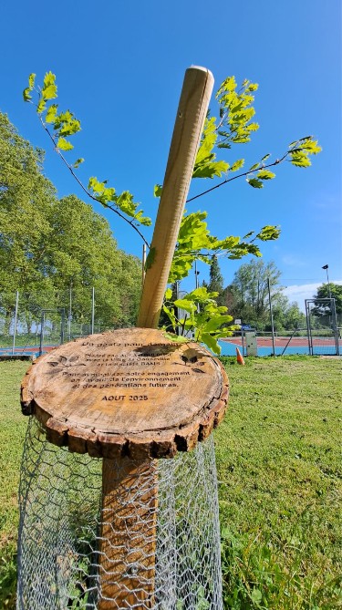 Nouvelles feuilles du chêne rouge ACFA au printemps 2026