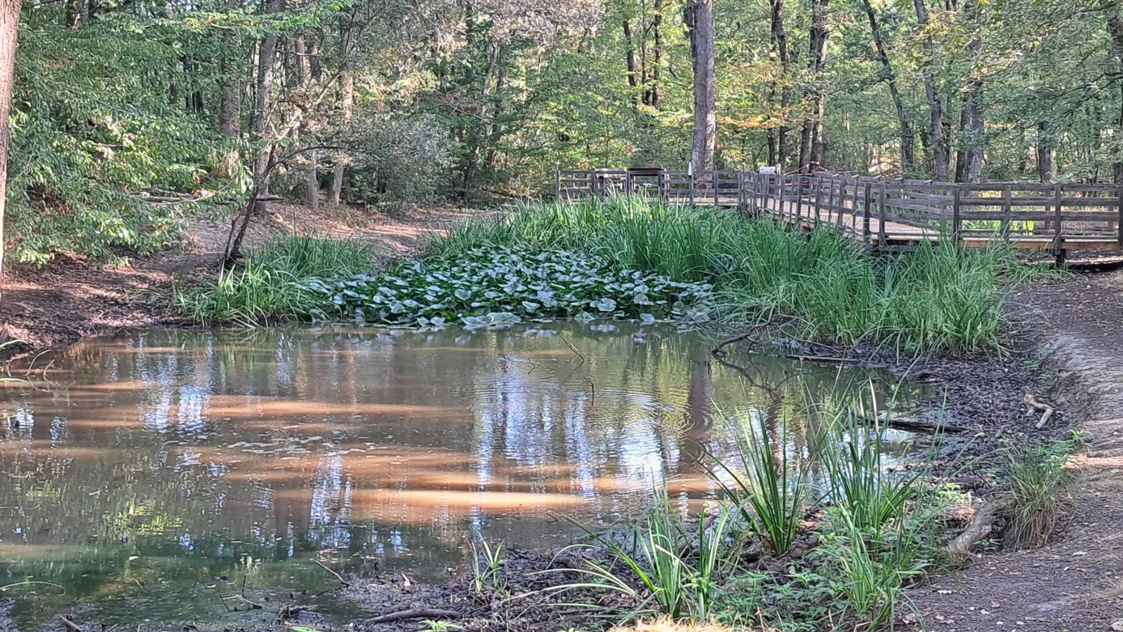 Mare, nénuphars et cheminements aménagés dans la forêt de Buzet