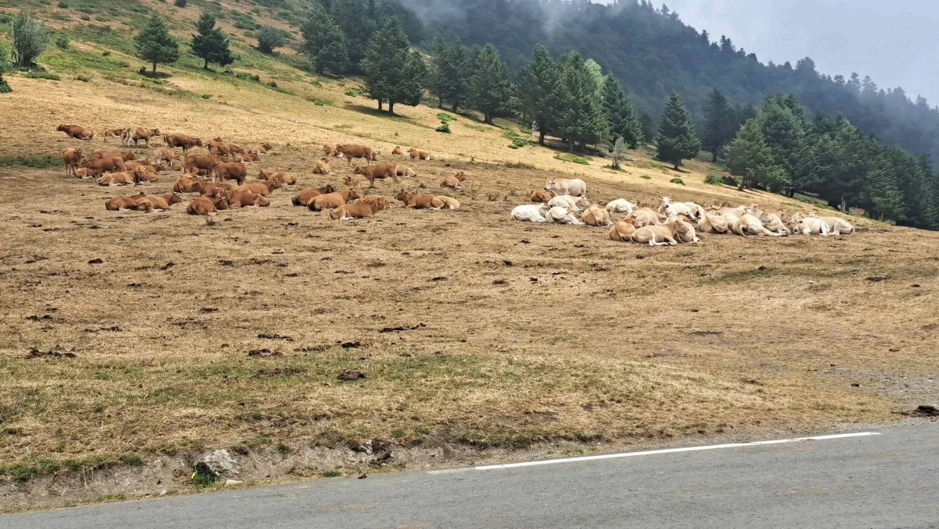 Deux troupeaux de vaches, brunes à gauche et claires à droite, séparés dans une estive pyrénéenne